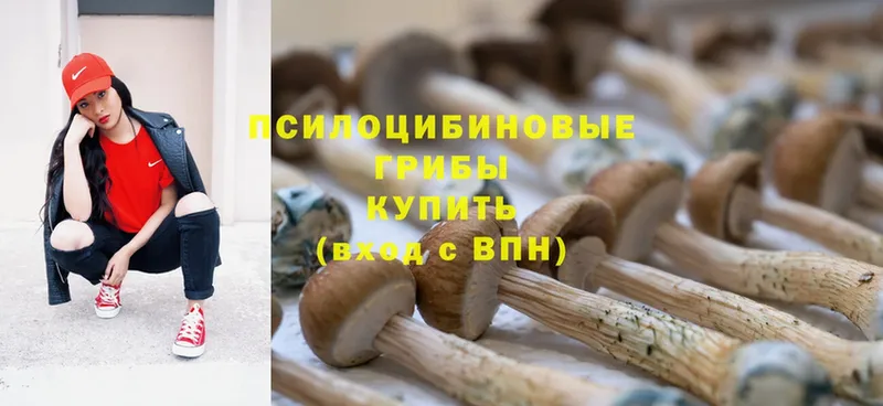 где найти наркотики  Лебедянь  Галлюциногенные грибы Psilocybe 